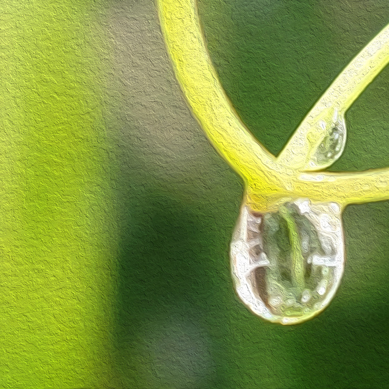 dewdrop for section 1